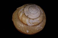 藏品(扁蝸牛)的圖片